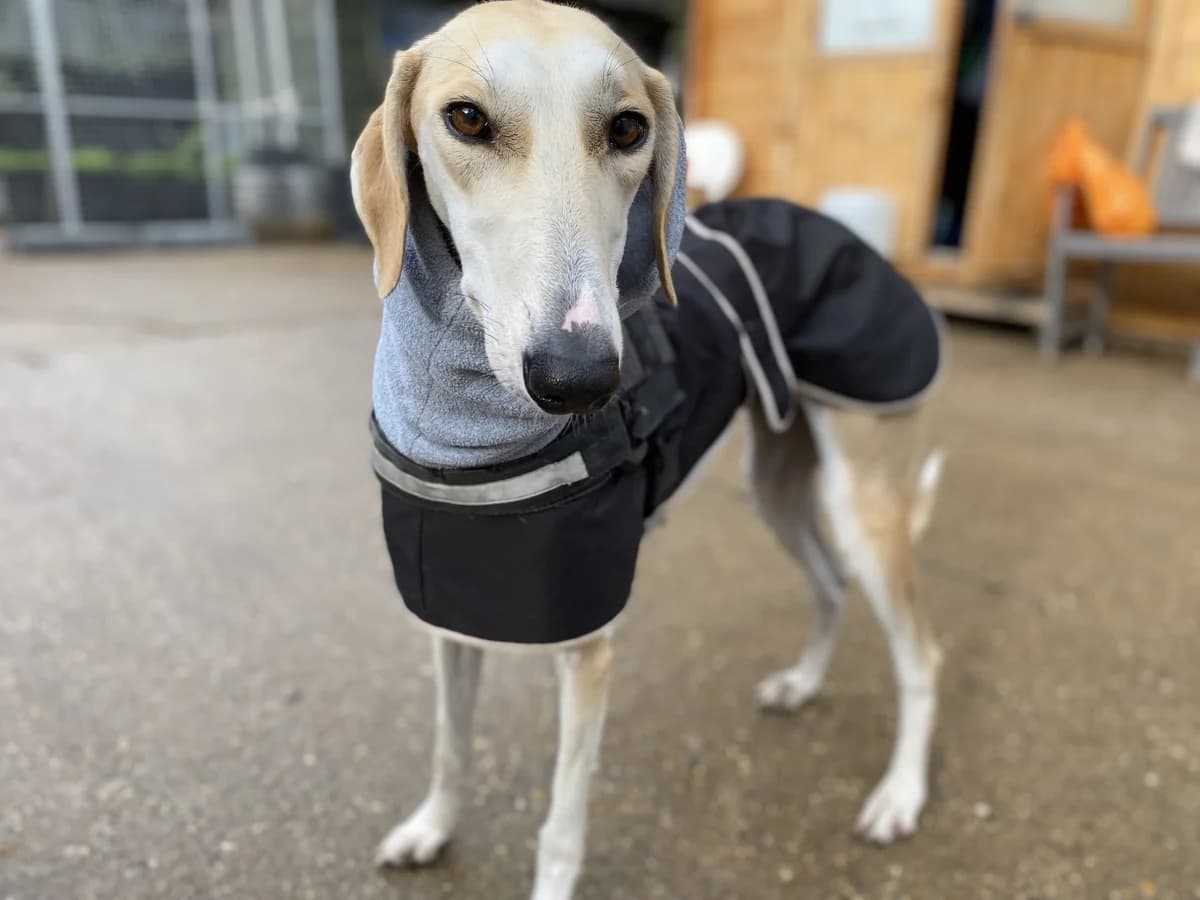 Tara, female young mixed breed for adoption at All Dogs Matter, London