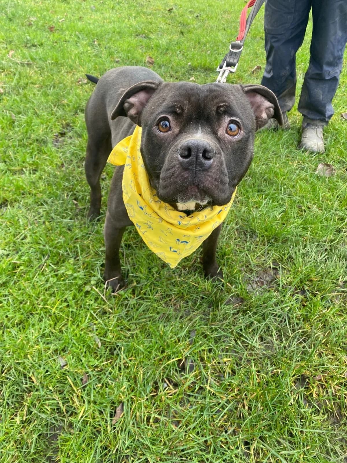 Tara,  (All Dogs Matter)