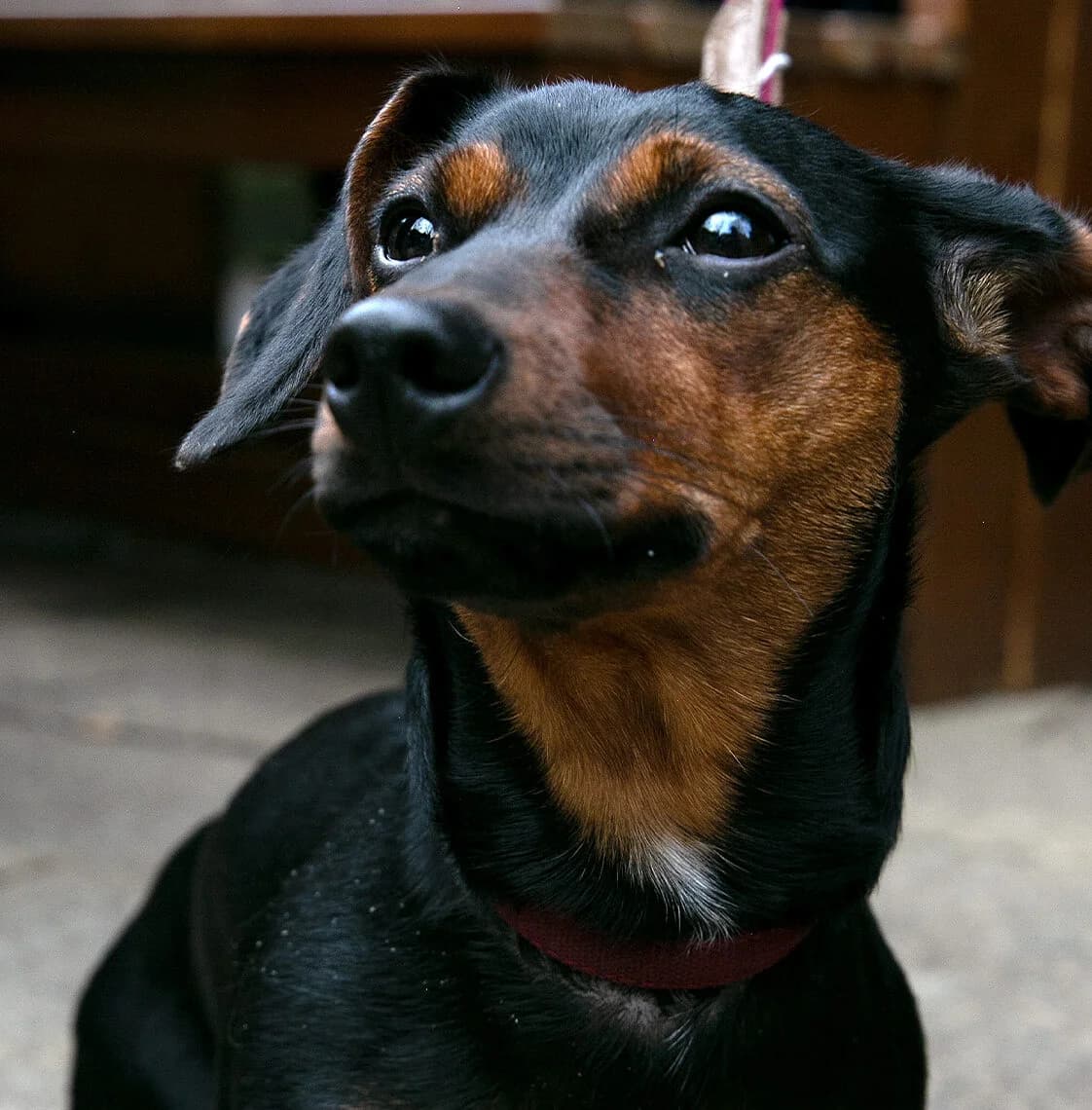 Tate,  (All Dogs Matter)