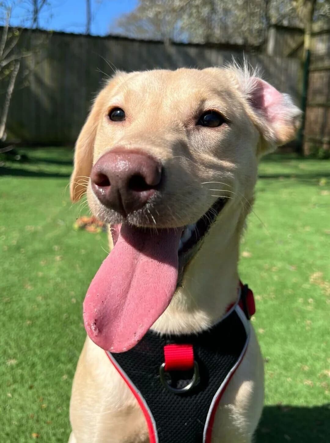 Tay,  (All Dogs Matter)