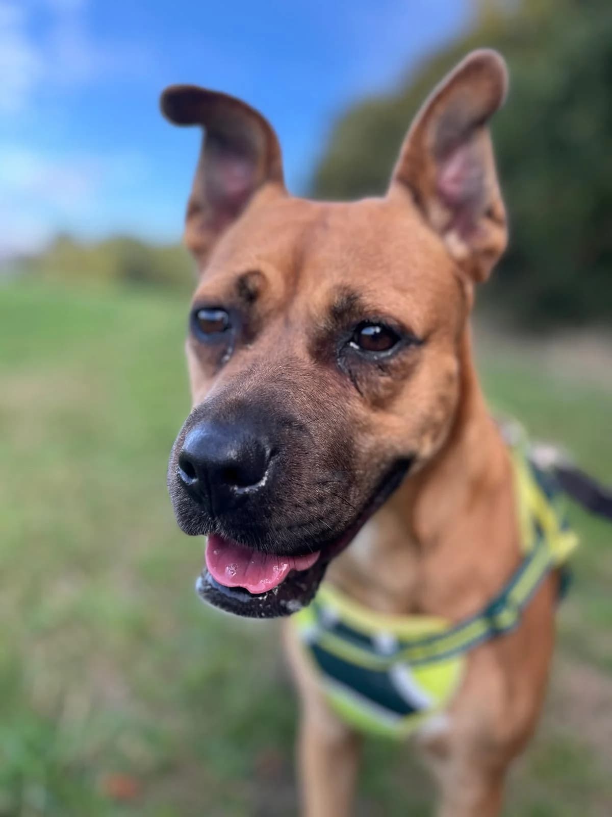 Taylor,  (All Dogs Matter)