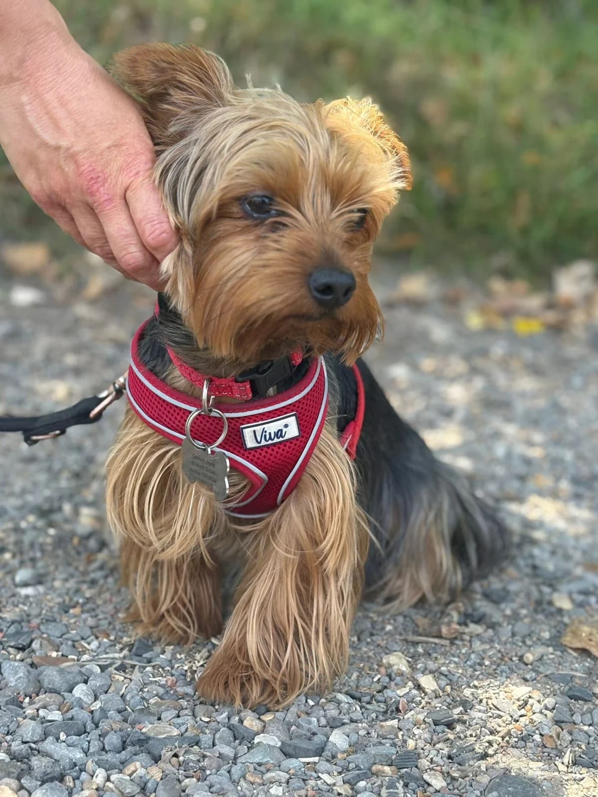 Teddie,  (All Dogs Matter)