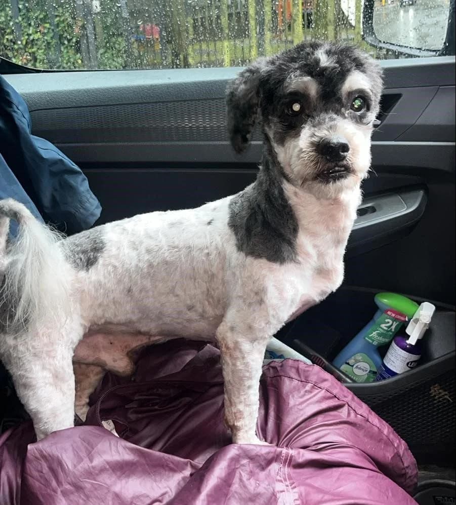 Teddy,  (All Dogs Matter)