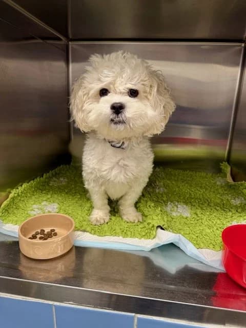 Teddy,  (All Dogs Matter)
