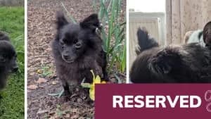 Terms and Conditions, white_cream  Mixed Breed for adoption at Hope Rescue, Pontyclun — photo 7 of 32