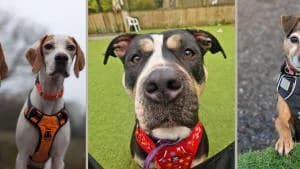 Terms and Conditions, white_cream  Mixed Breed for adoption at Hope Rescue, Pontyclun — photo 8 of 32