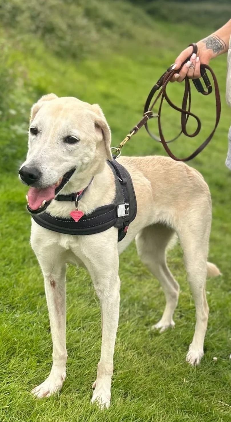 Tess, female 6yo Labrador Retriever for adoption at All Dogs Matter, London