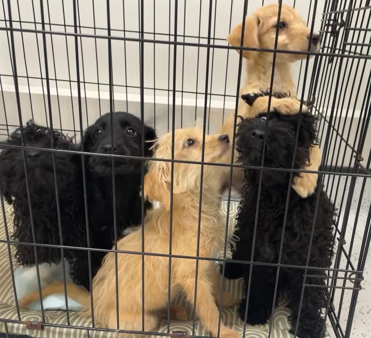 The T-Pups,  (All Dogs Matter)