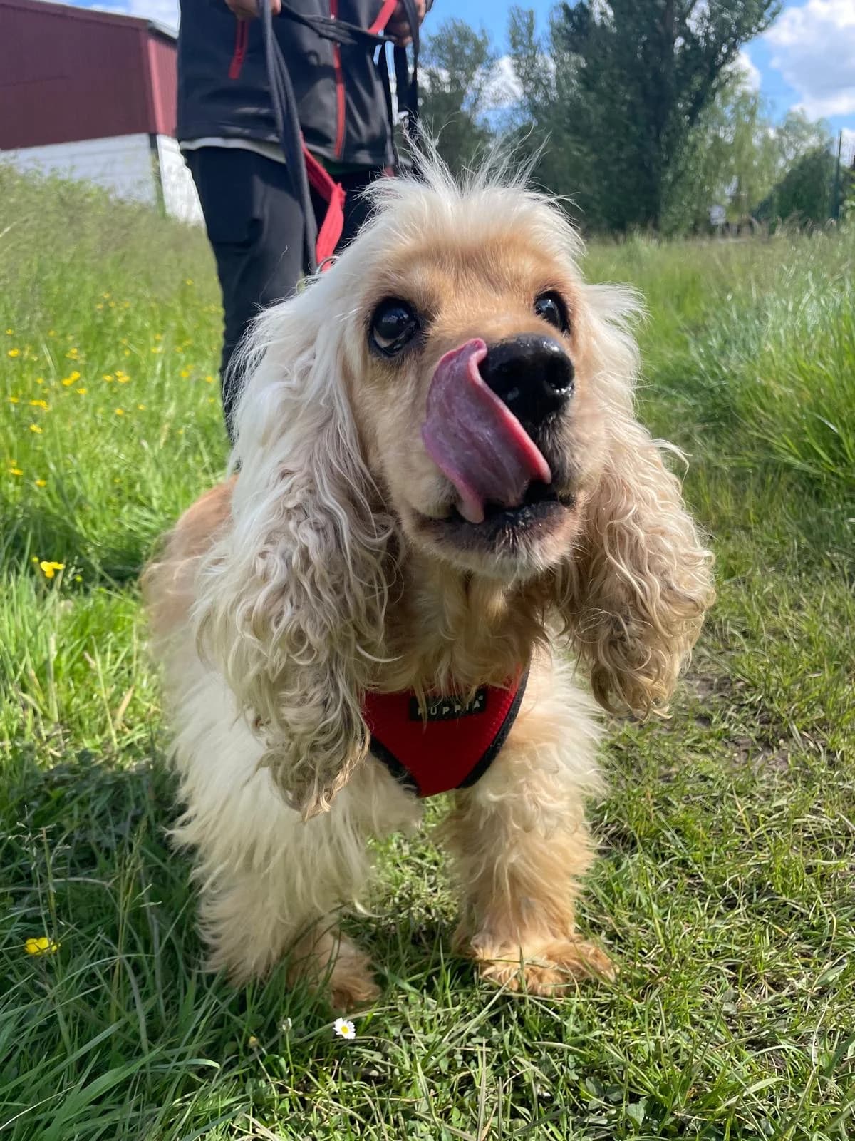 Thea,  (All Dogs Matter)
