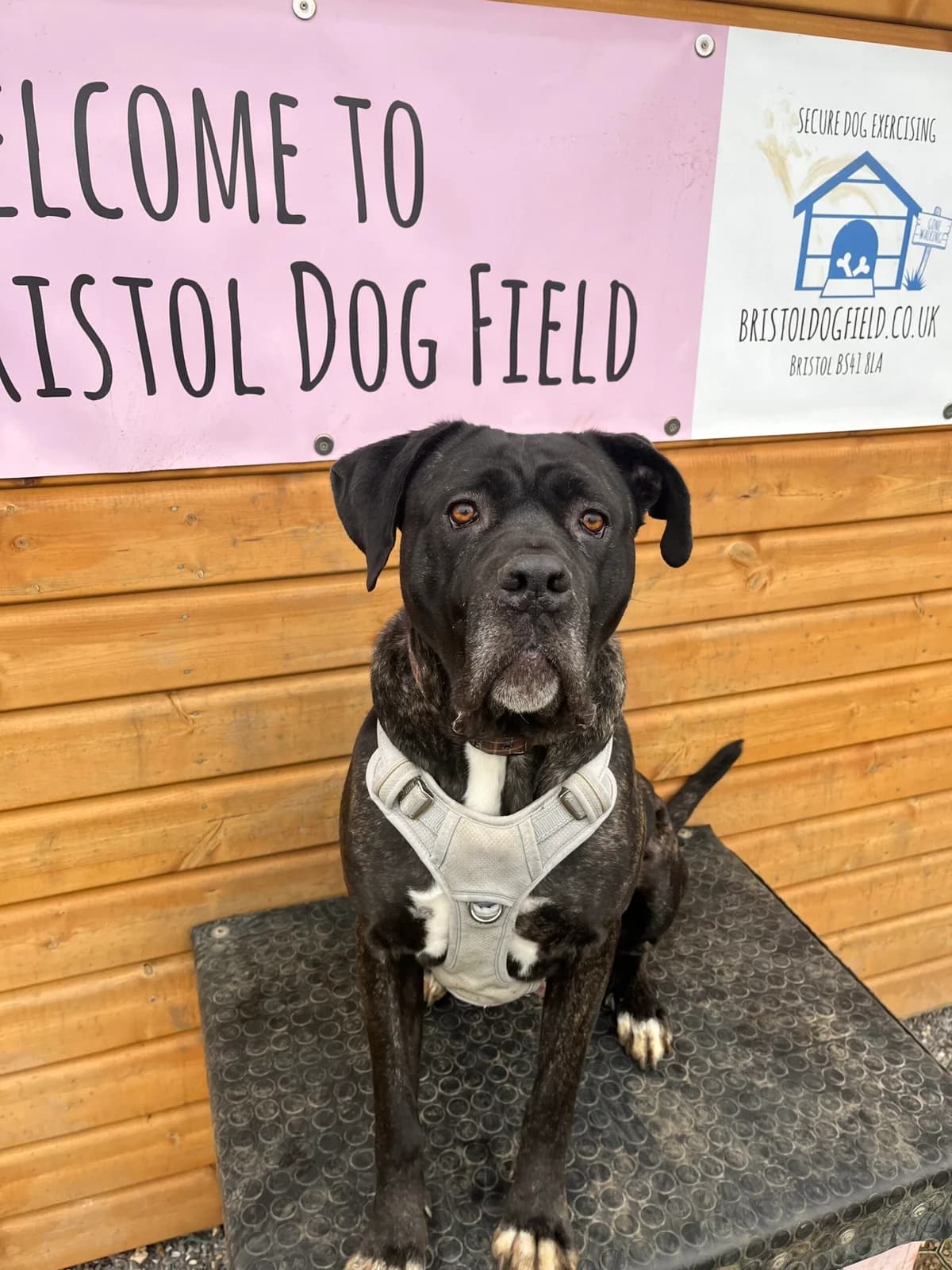 Tiana, female 4yo Cane Corso for adoption at Bristol Animal Rescue Centre, Bristol