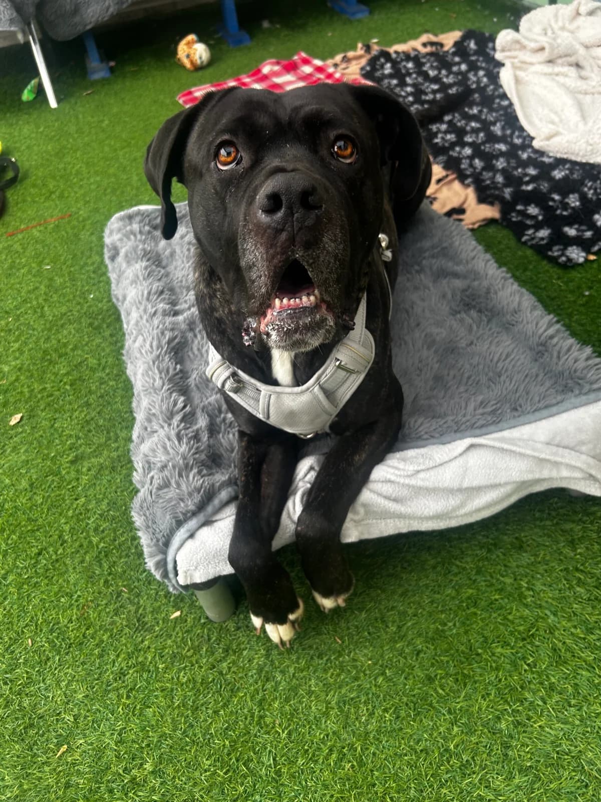 Tiana, black female Cane Corso for adoption at Bristol Animal Rescue Centre, Bristol — photo 2 of 45