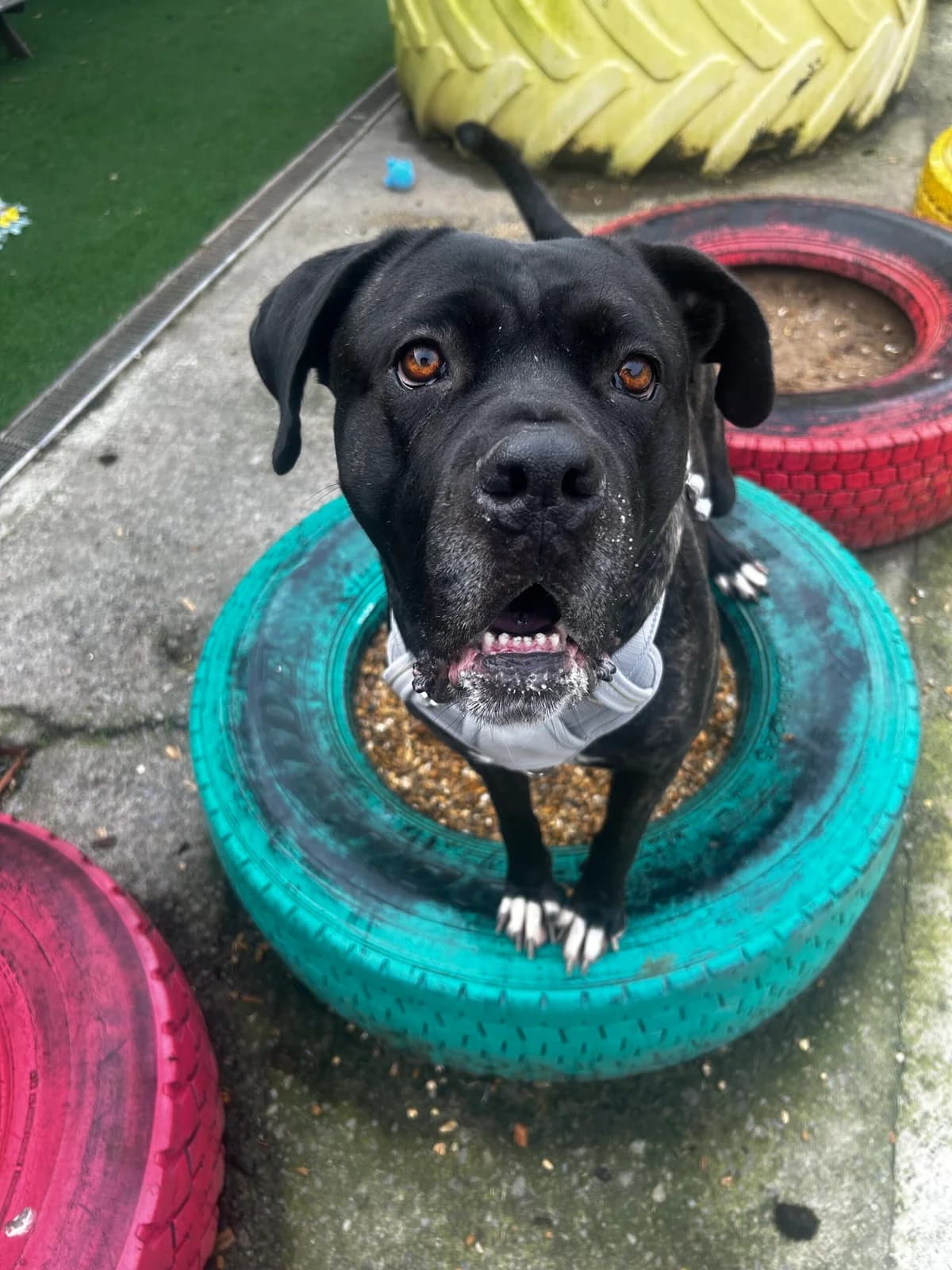 Tiana, black female Cane Corso for adoption at Bristol Animal Rescue Centre, Bristol — photo 3 of 45
