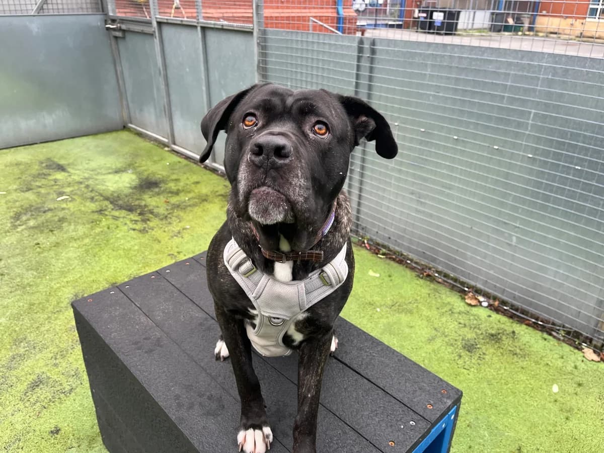 Tiana, black female Cane Corso for adoption at Bristol Animal Rescue Centre, Bristol — photo 4 of 45