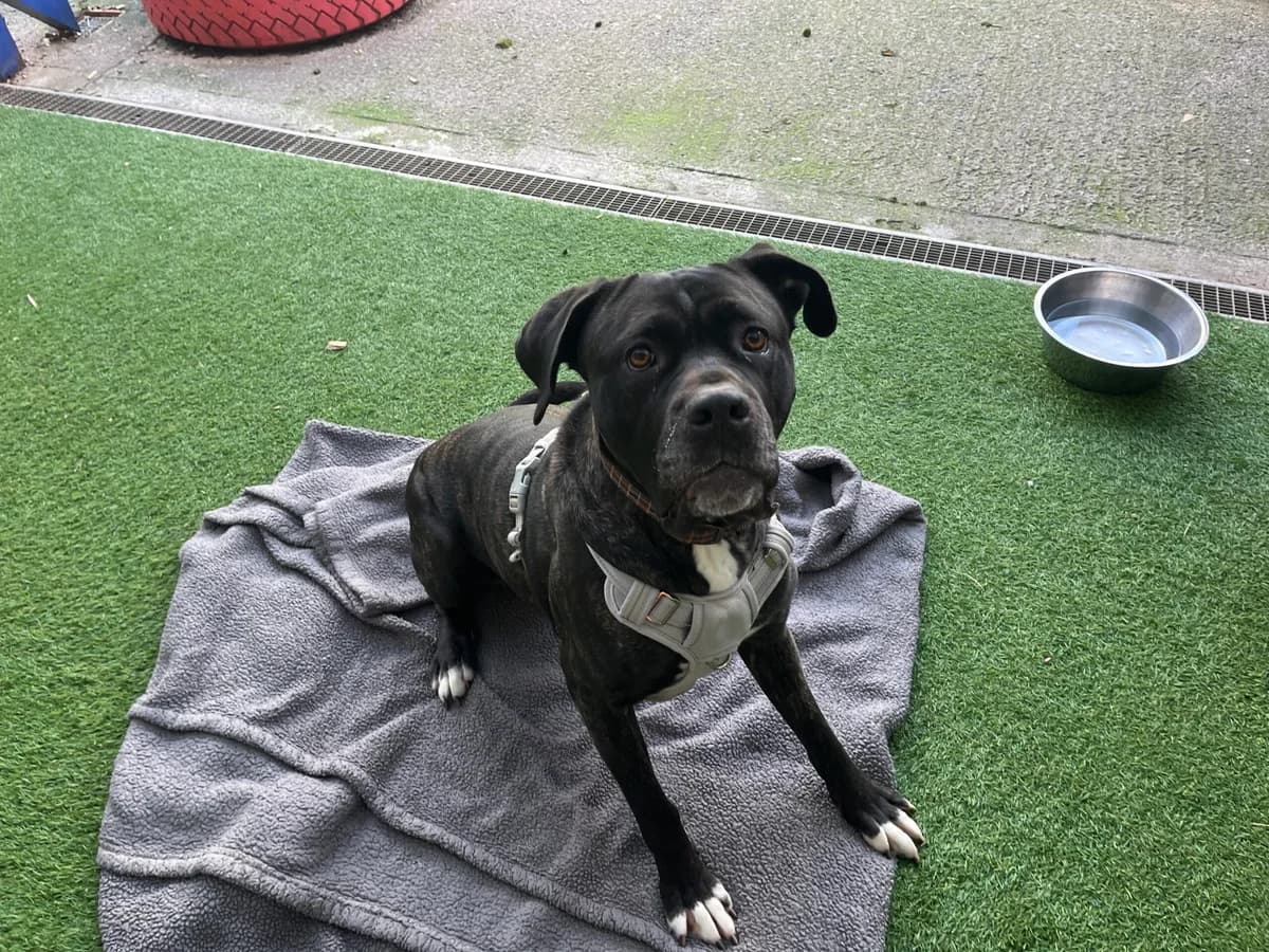 Tiana, black female Cane Corso for adoption at Bristol Animal Rescue Centre, Bristol — photo 5 of 45