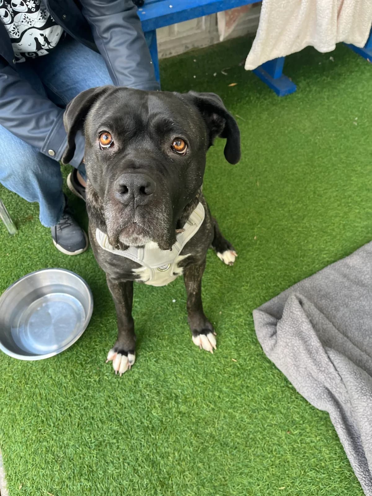 Tiana, black female Cane Corso for adoption at Bristol Animal Rescue Centre, Bristol — photo 6 of 45