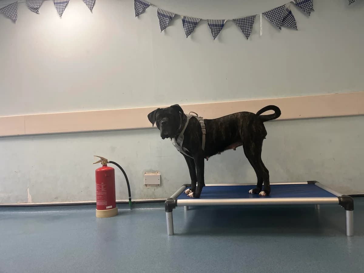 Tiana, black female Cane Corso for adoption at Bristol Animal Rescue Centre, Bristol — photo 7 of 45