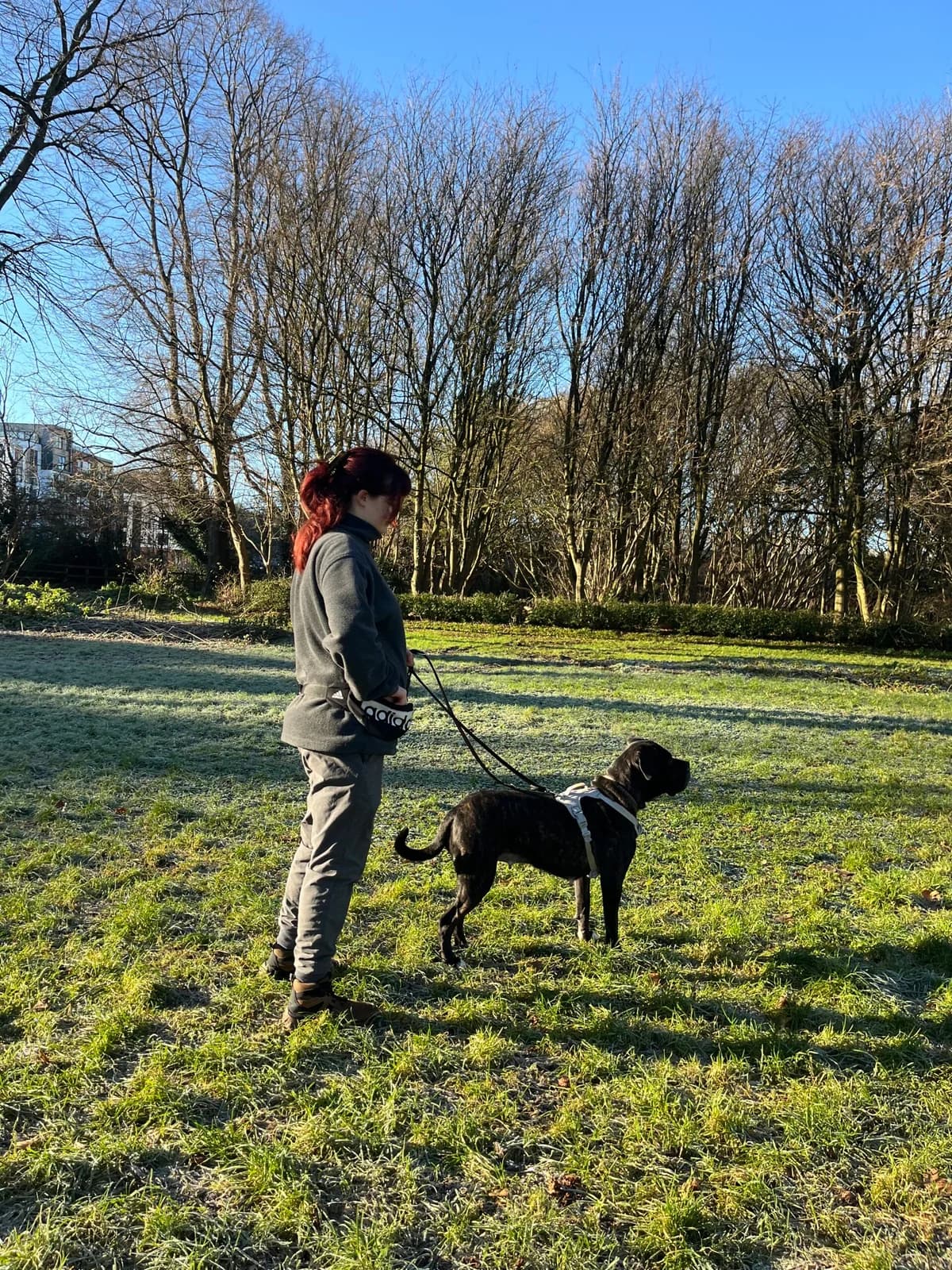 Tiana, black female Cane Corso for adoption at Bristol Animal Rescue Centre, Bristol — photo 8 of 45