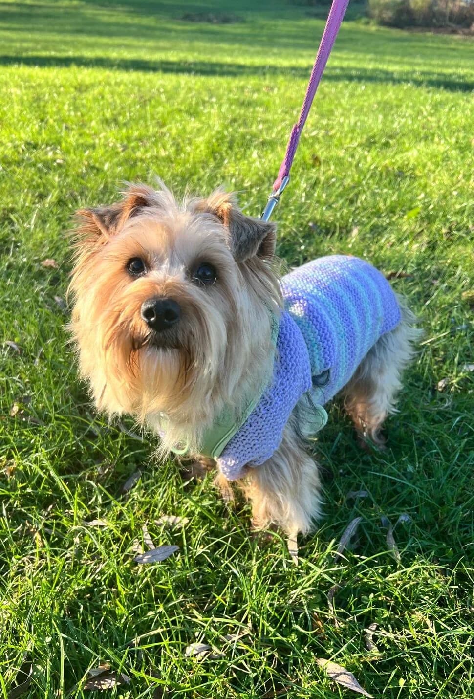 Tiffin,  (All Dogs Matter)