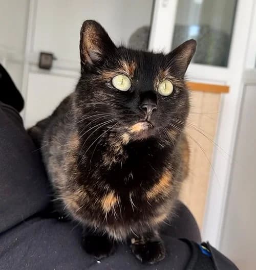 Tiger – found a home, female Mixed Breed for adoption at Wadars Animal Rescue, Worthing