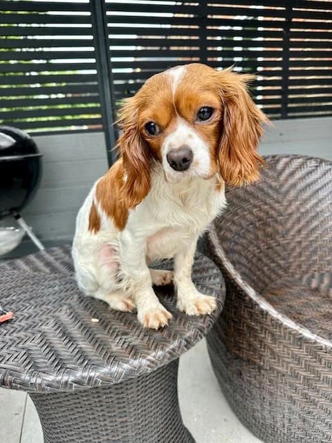 Tilly, female young mixed breed for adoption at All Dogs Matter, London