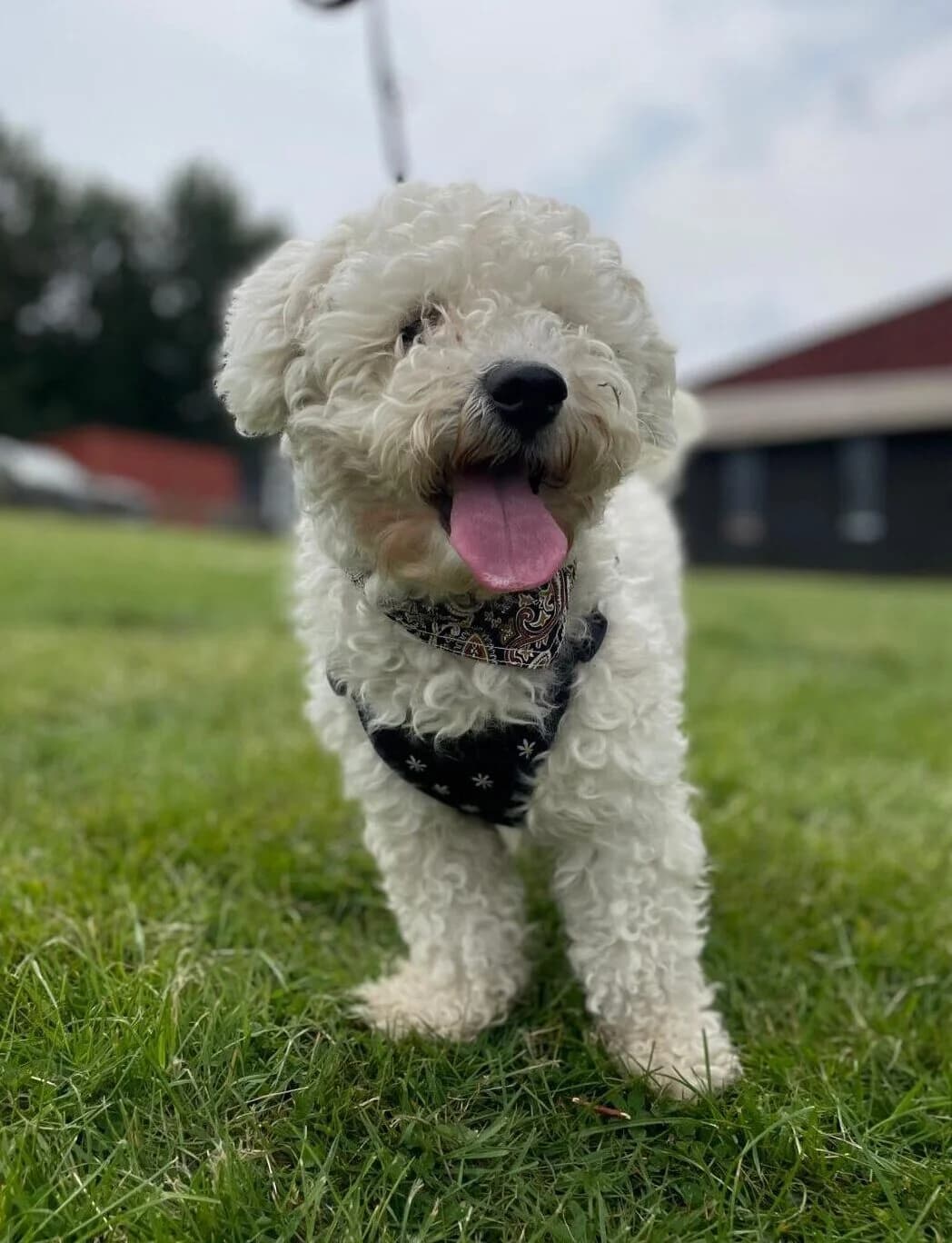 Tim,  (All Dogs Matter)