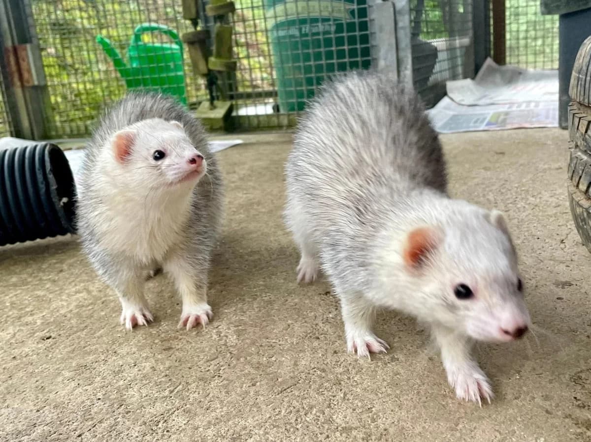Tinkerbell + Lucky, female Mixed Breed for adoption at Woodside Animal Welfare, Plymouth