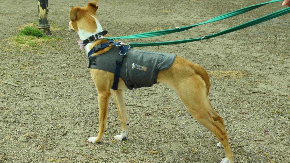 Tinsel, female young Lurcher for adoption at Battersea Dogs & Cats Home, London