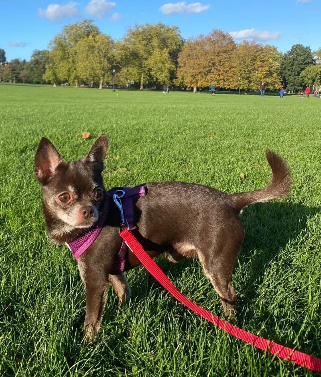 Toby,  (All Dogs Matter)