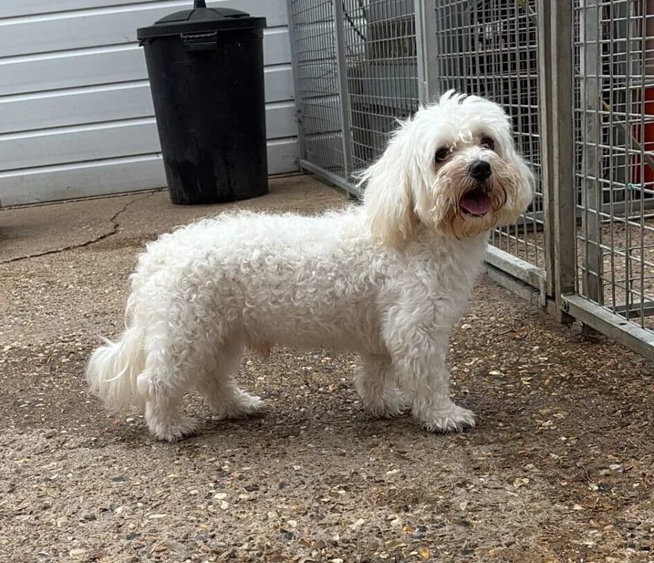 Toby,  (All Dogs Matter)