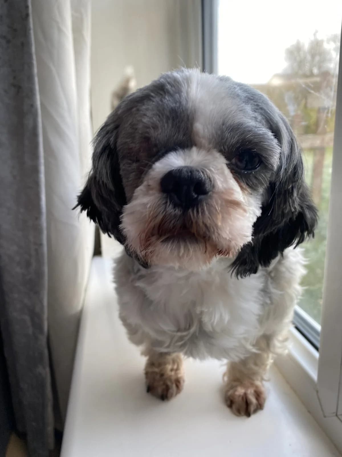 Tootsie,  (All Dogs Matter)
