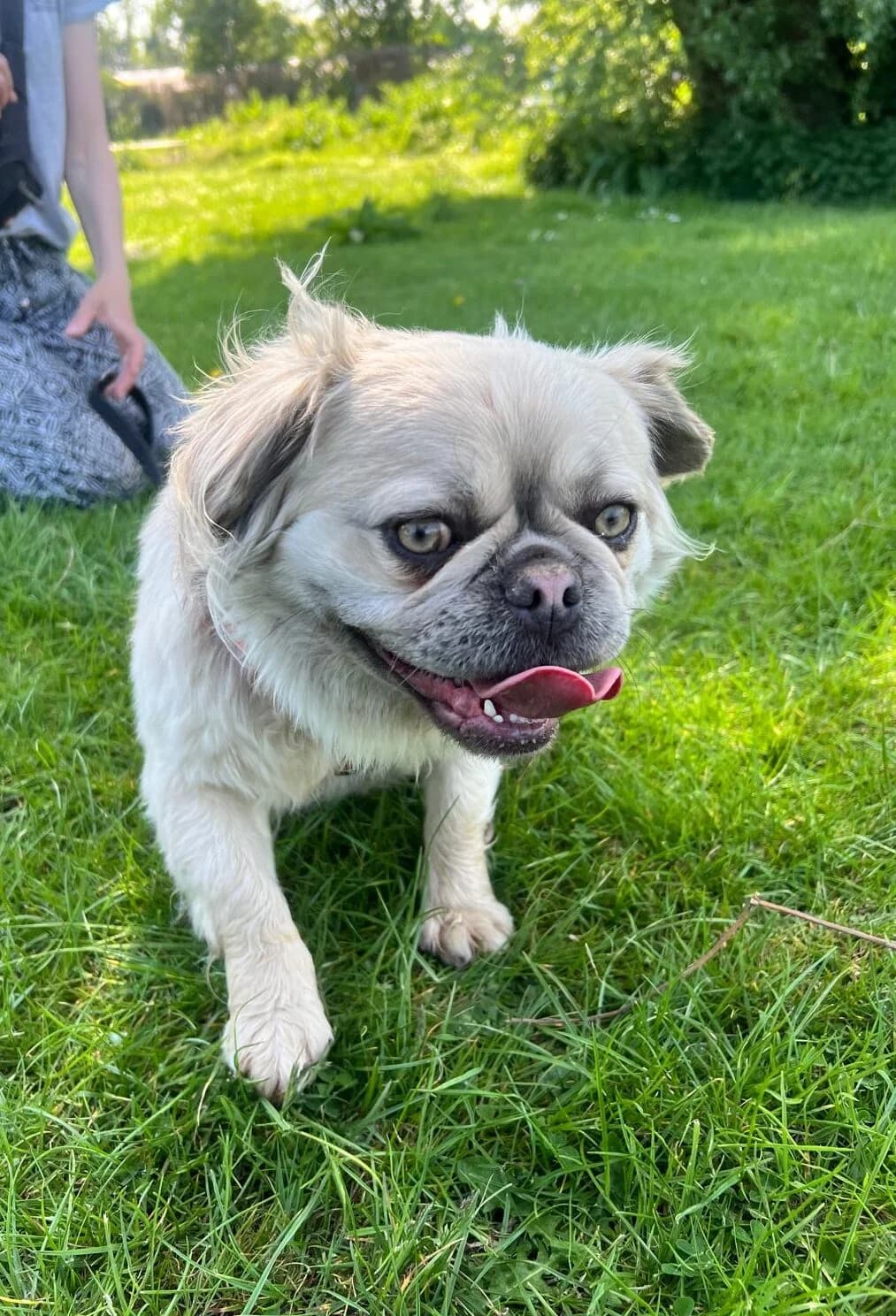 Tory,  (All Dogs Matter)