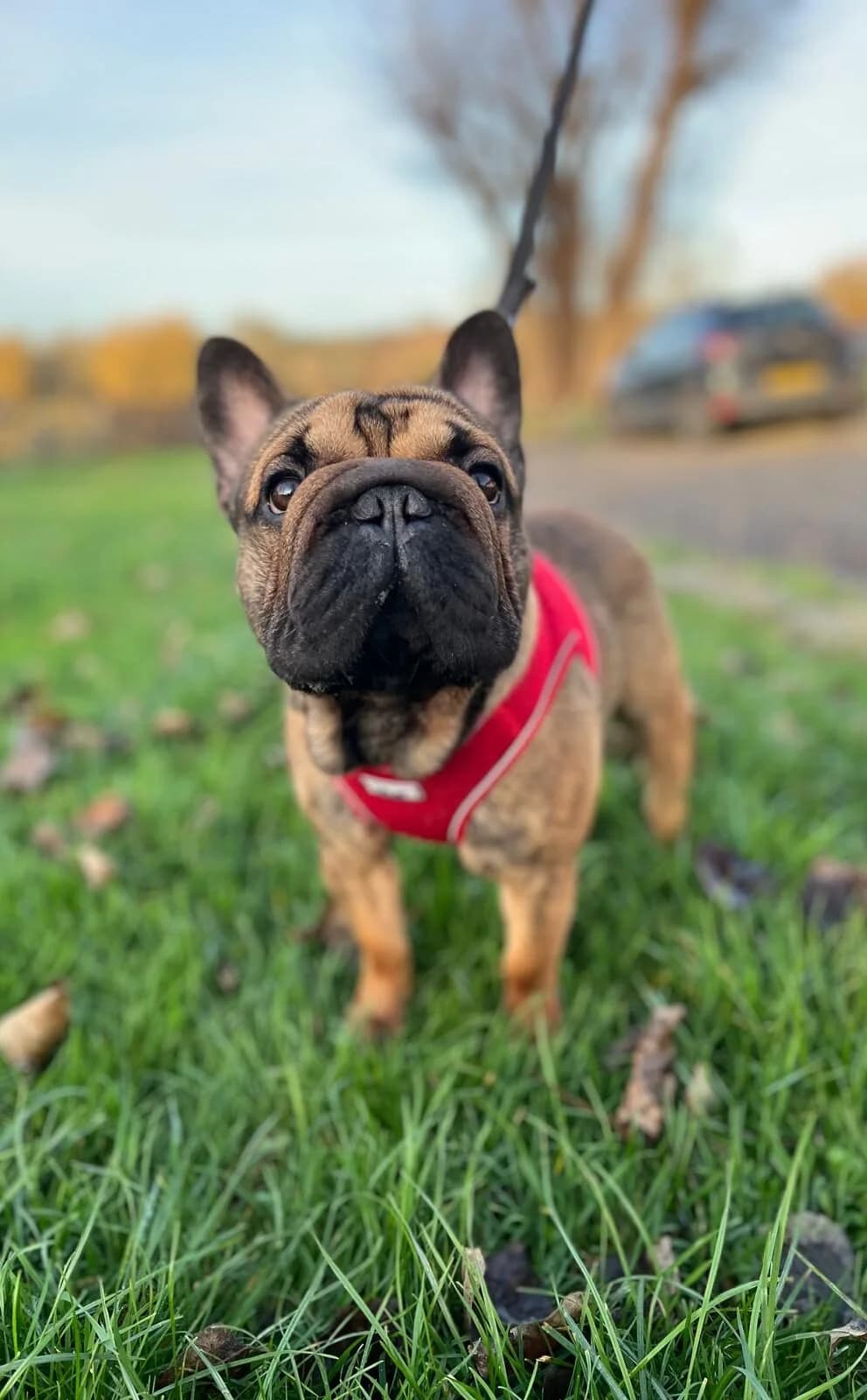 Truffle,  (All Dogs Matter)