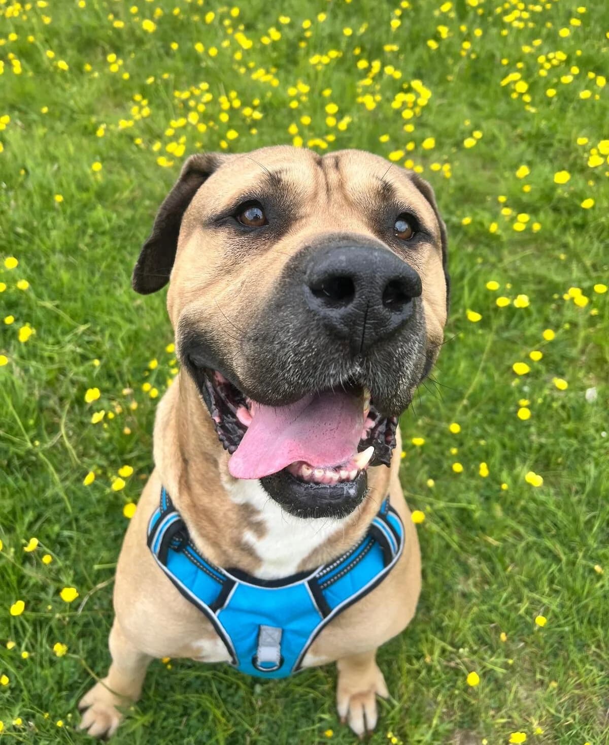 Tucker,  (All Dogs Matter)