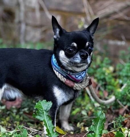 Tugsy,  (All Dogs Matter)