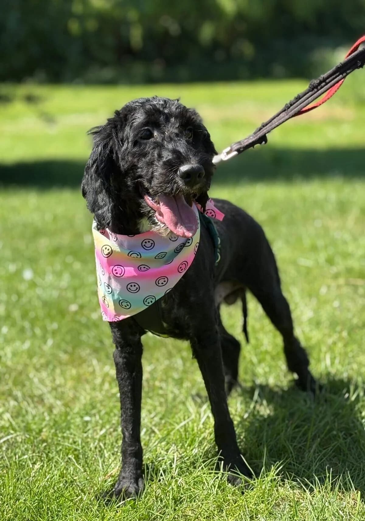 Turbo,  (All Dogs Matter)