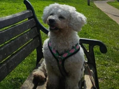 Twinkle,  Mixed Breed for adoption at Bristol Animal Rescue Centre, Bristol