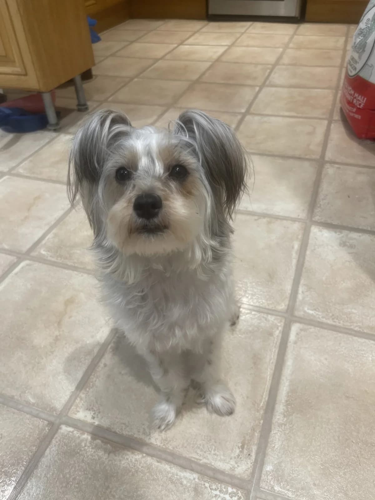 Tyra,  (All Dogs Matter)