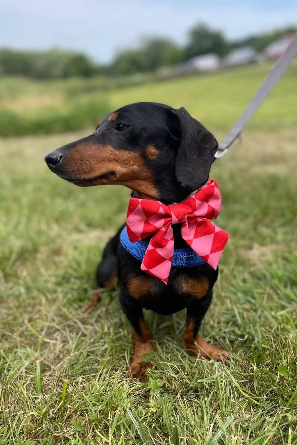Uma,  (All Dogs Matter)