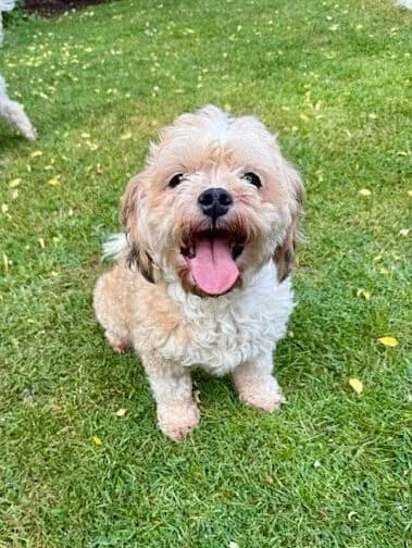 Victoria,  (All Dogs Matter)