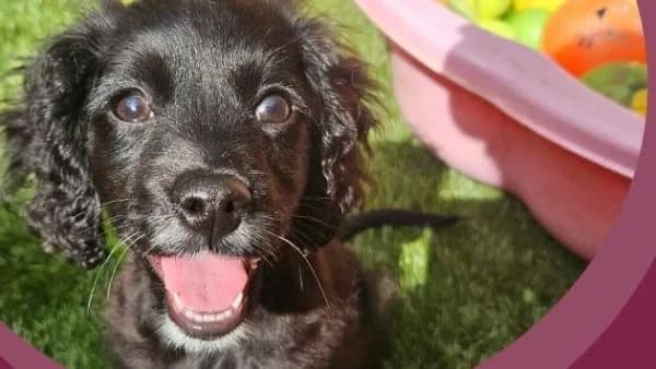 Virtual Gifts, Mixed Breed for adoption at Hope Rescue, Pontyclun