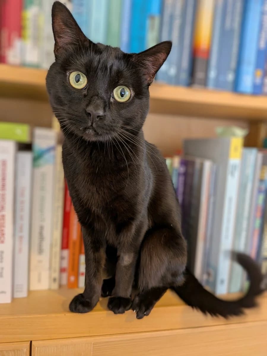 Voodoo,  senior Mixed Breed for adoption at Newcastle Dog and Cat Shelter, Newcastle