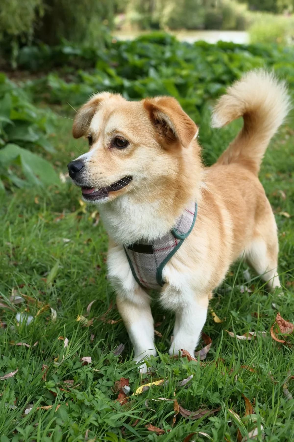 Welsh,  (All Dogs Matter)