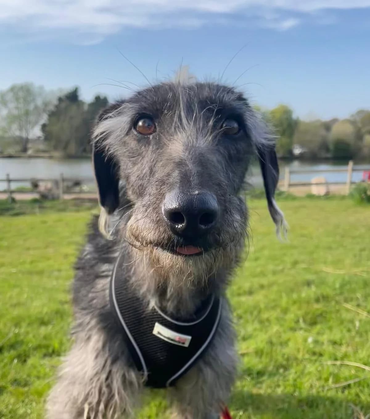 Wen,  (All Dogs Matter)