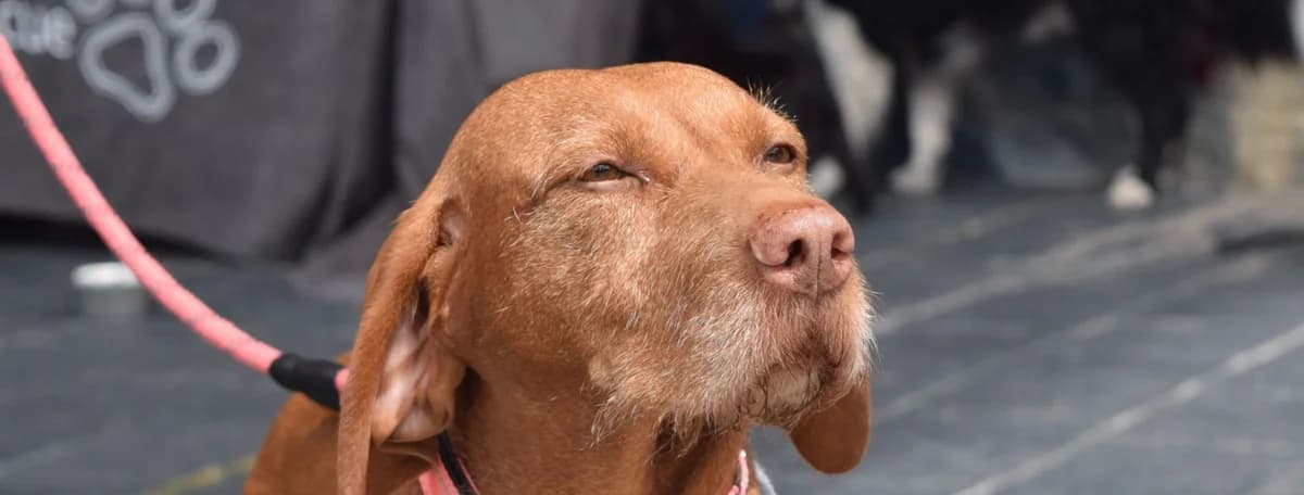 What we do, senior Mixed Breed for adoption at Hope Rescue, Pontyclun