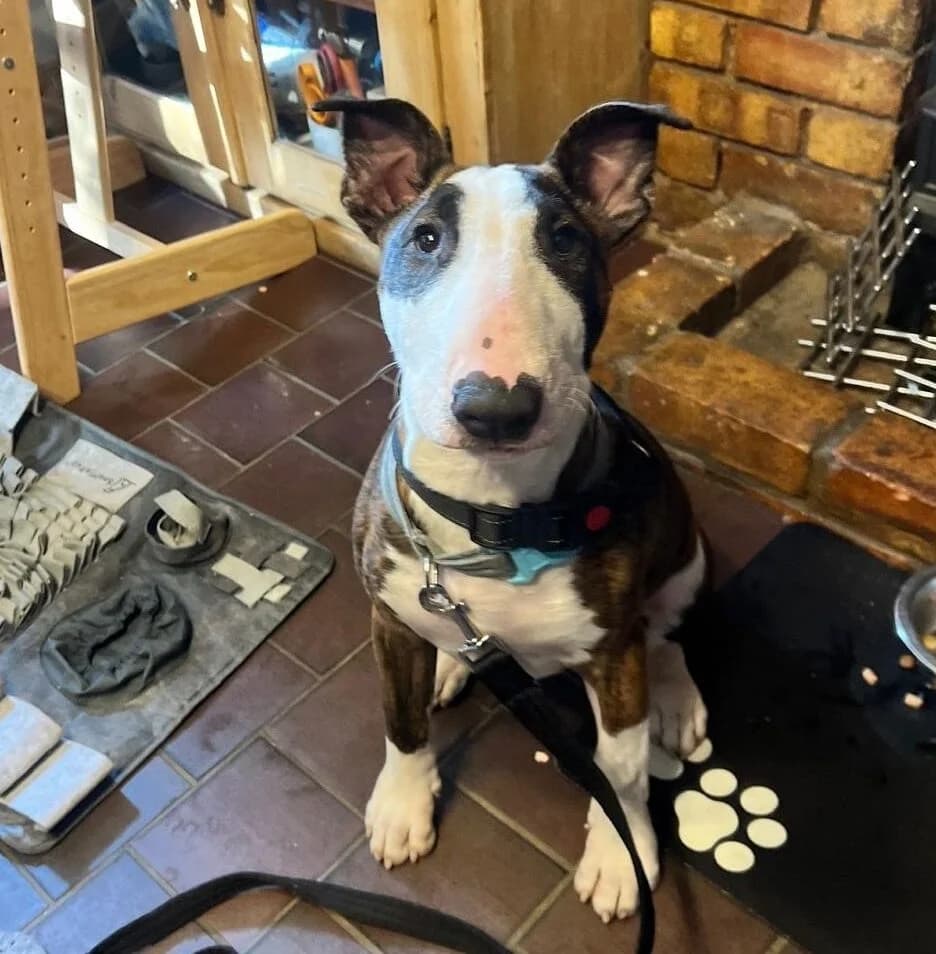 WILLMINGTON,  (All Dogs Matter)