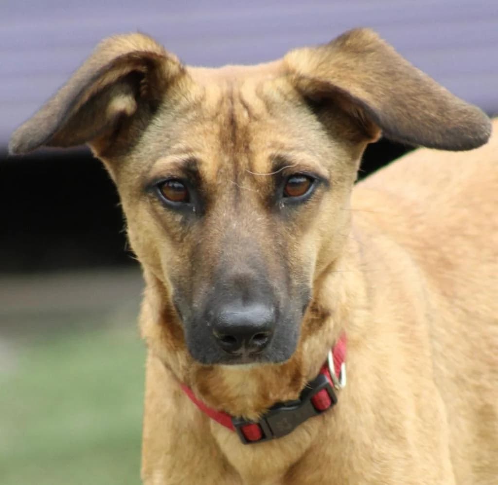 Willow, female mixed breed for adoption at Dogs4Rescue, Manchester