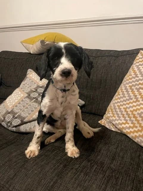 Wilma, female young mixed breed for adoption at All Dogs Matter, London