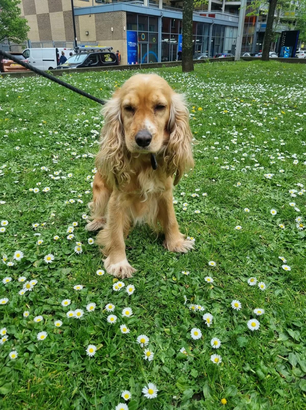Winnie,  (All Dogs Matter)
