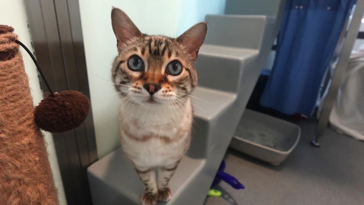Wintergreen, female senior Mixed Breed for adoption at Battersea Dogs & Cats Home, London