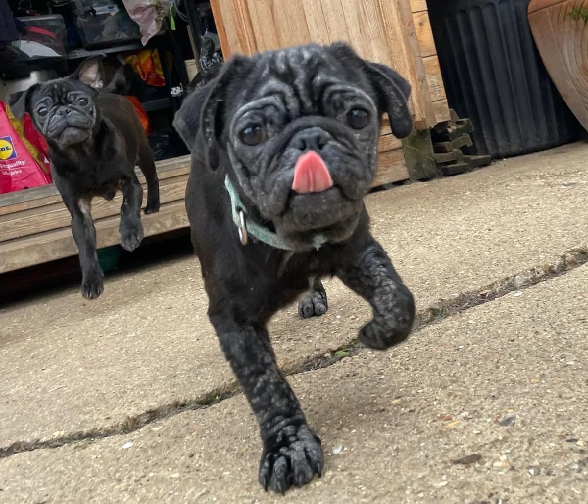Wojack,  (All Dogs Matter)